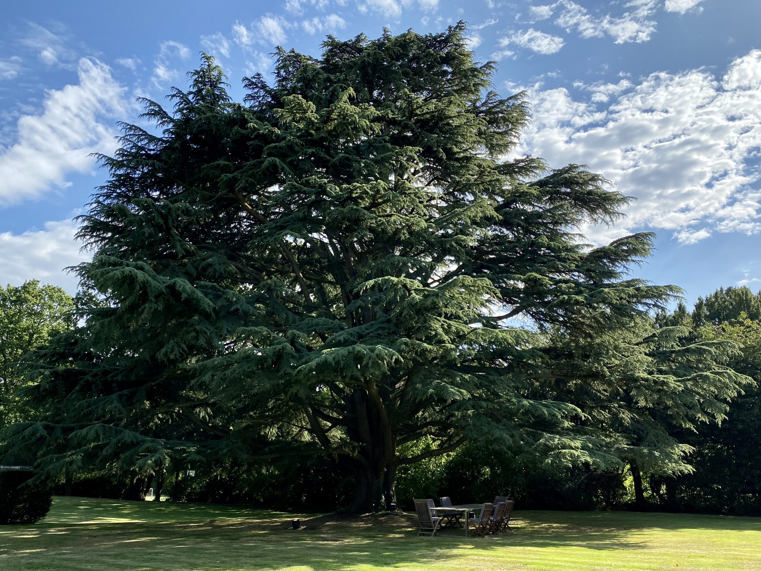 The Cedar of Lebanon