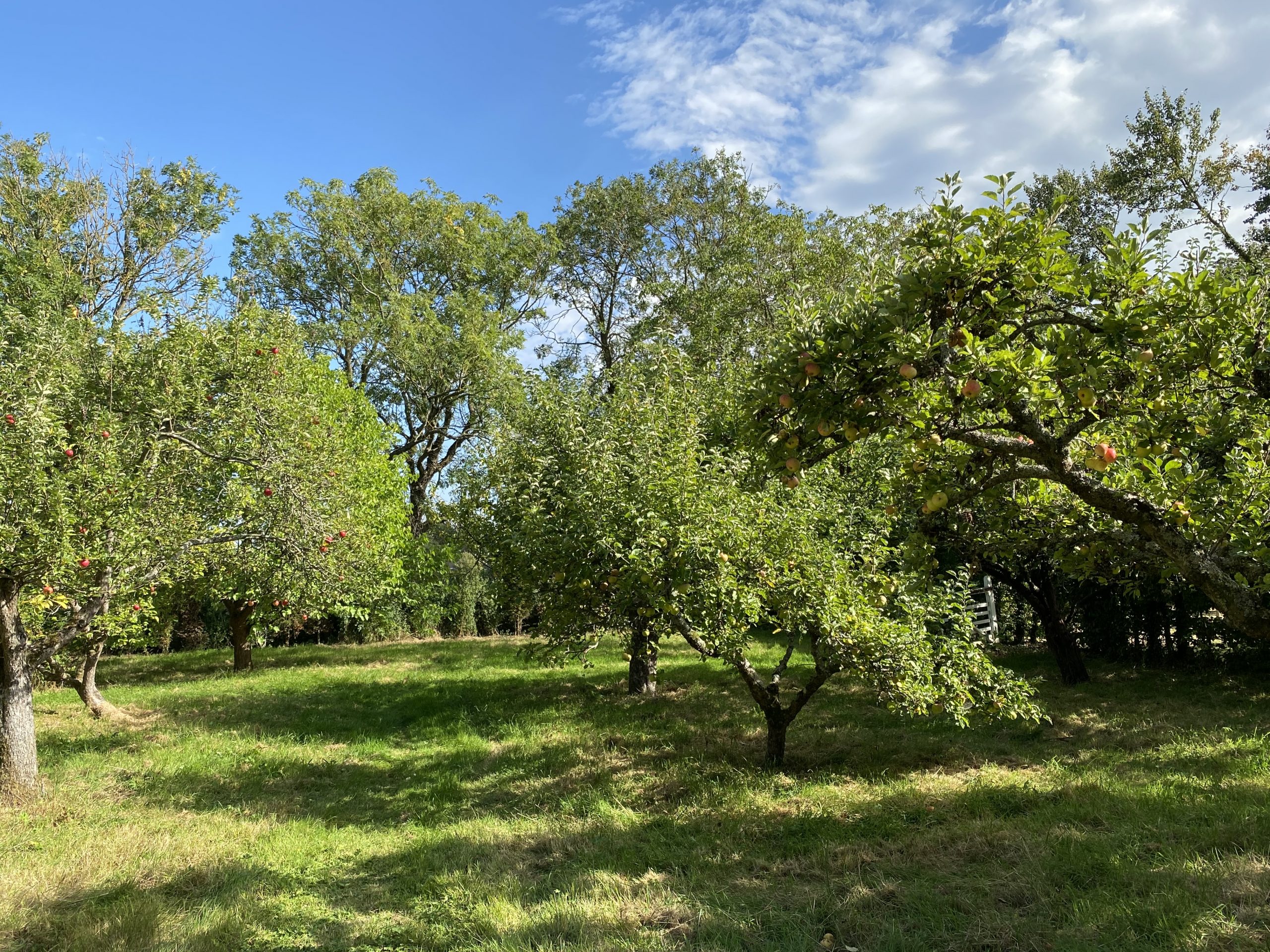 The Orchard